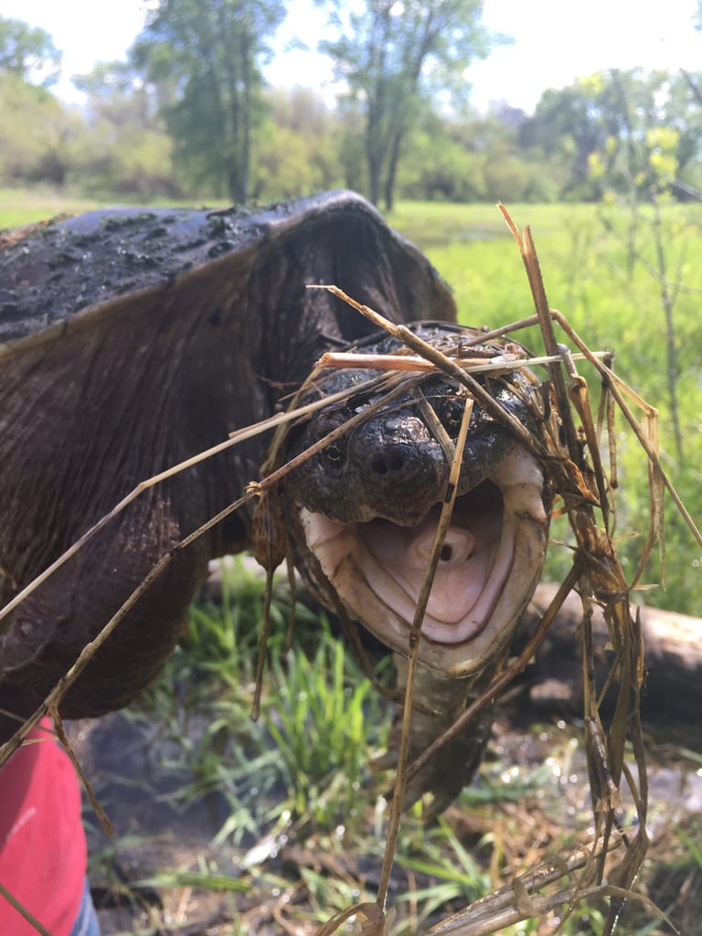 Common snapping turtle