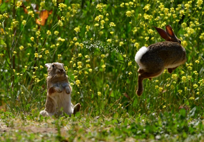 Desert Cottontail