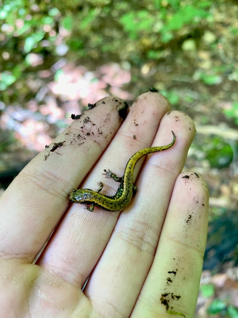 Allegheny Mountain Dusky Salamander