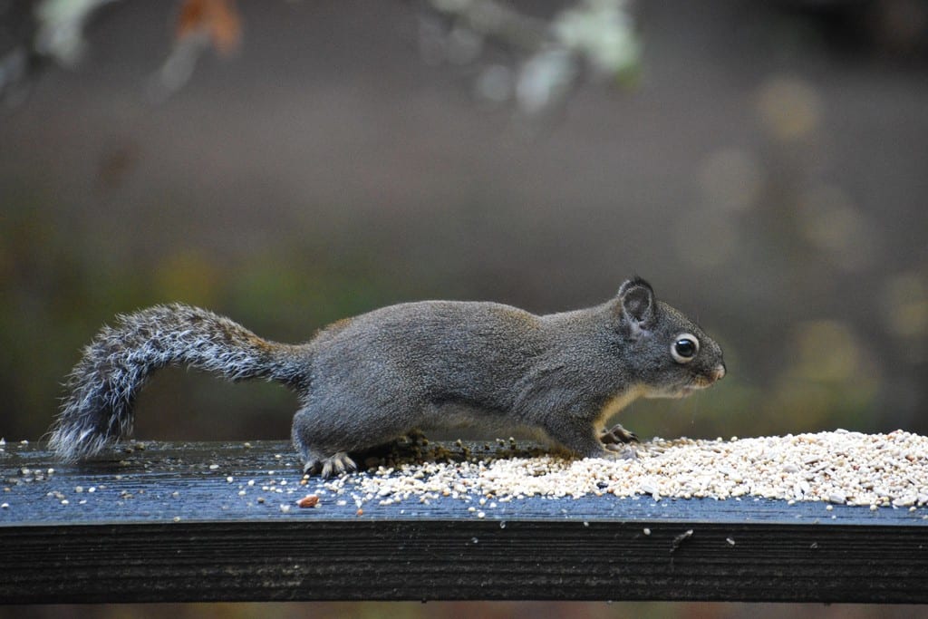 Douglas's Squirrel