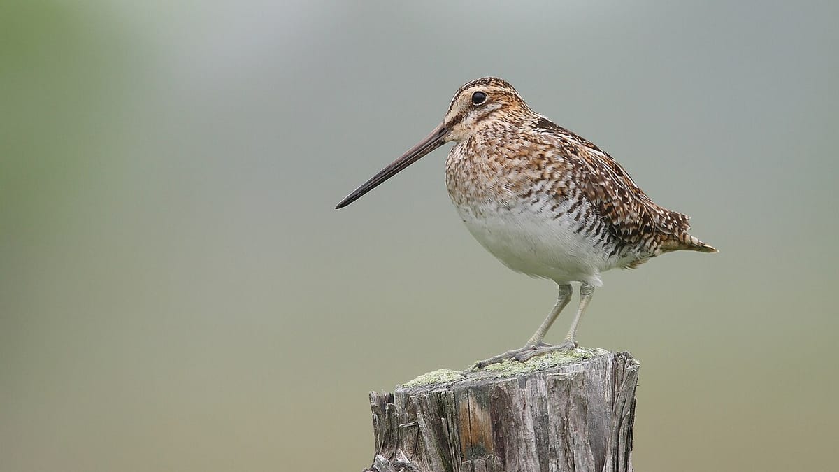 Wilson's Snipe