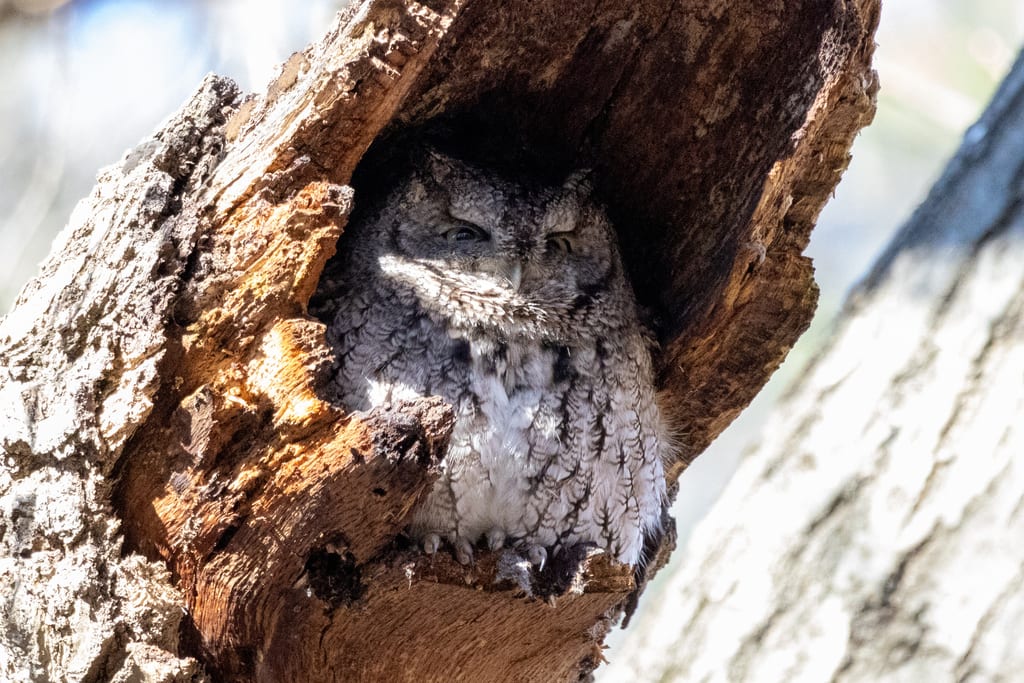 Eastern Screech Owl