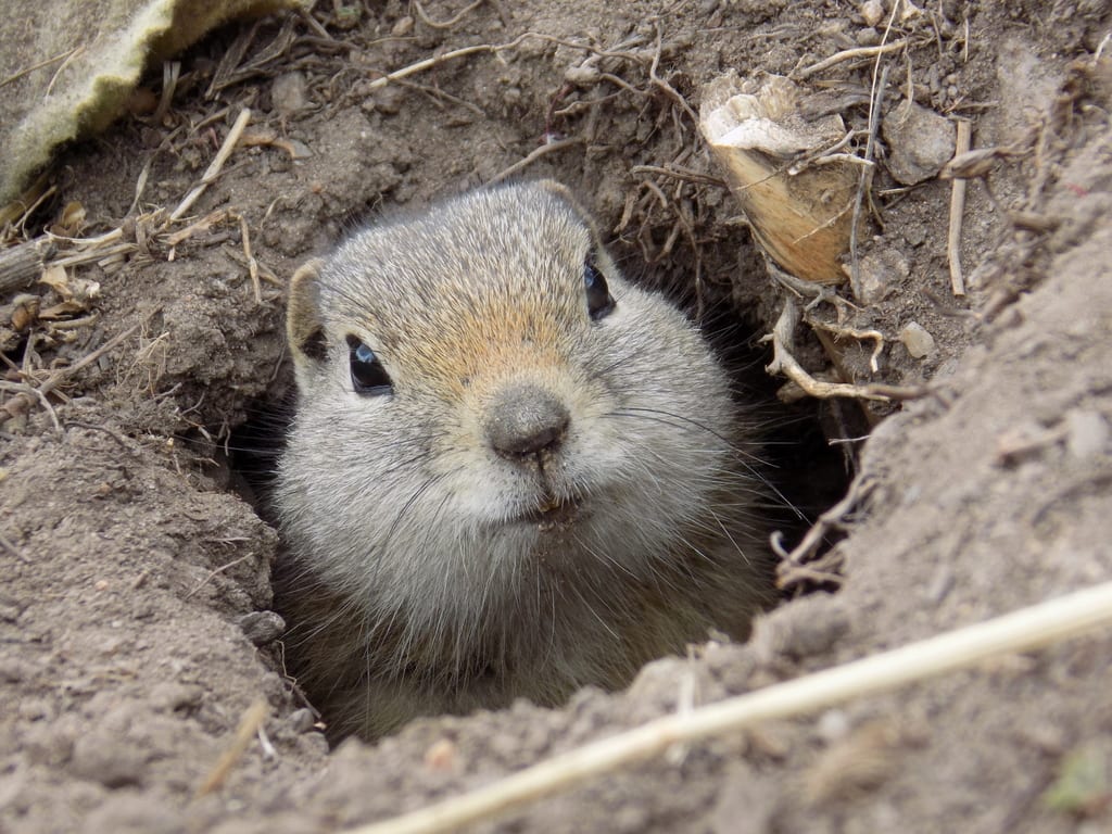 Wyoming Ground Squirrel