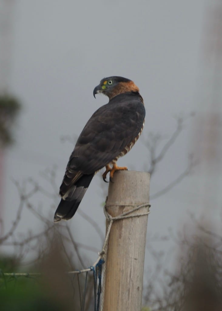 Hook-Billed Kite