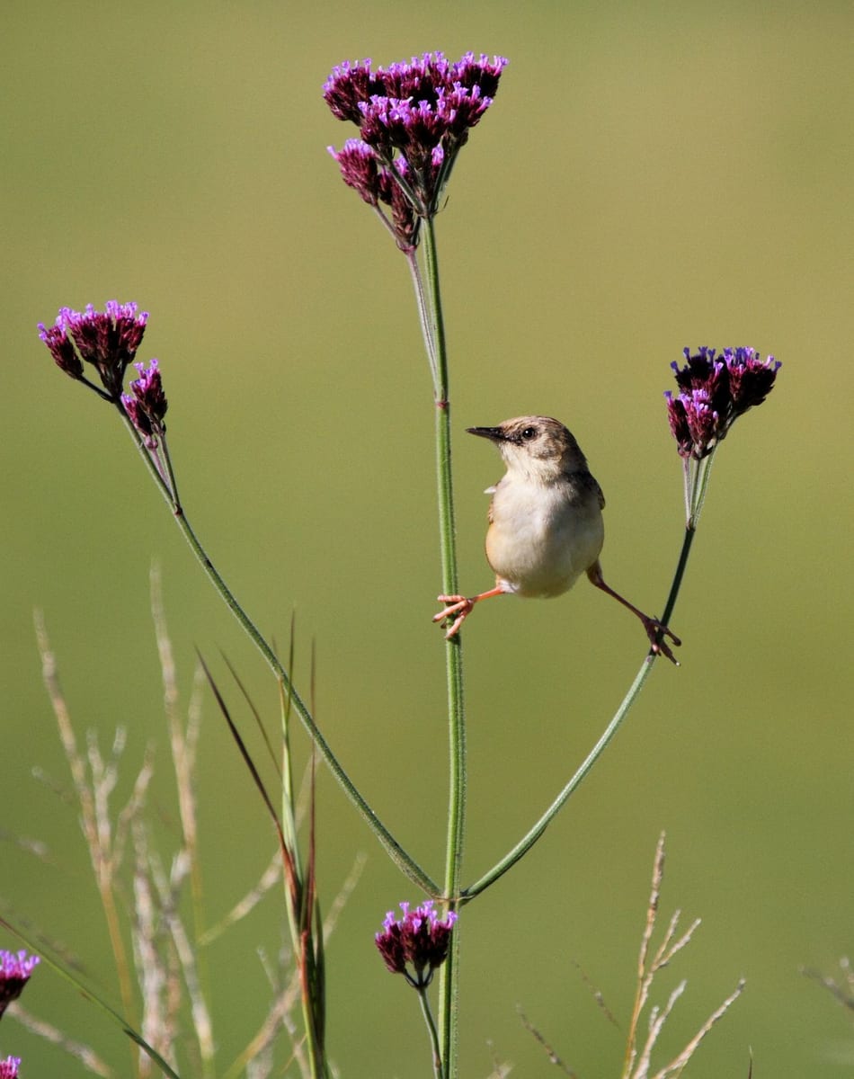 Pale-crowned Cisticola