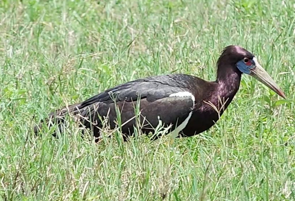 Abdim's Stork