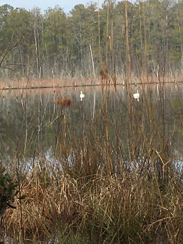 Tundra Swan