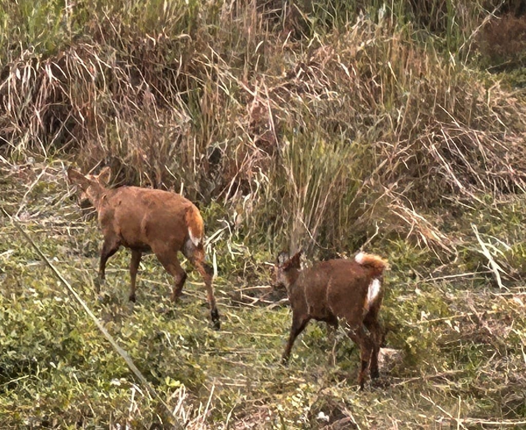 Hog Deer