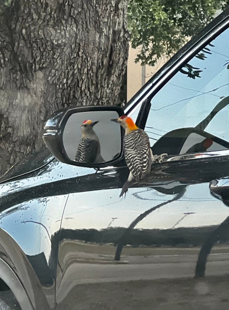 Golden-fronted Woodpecker