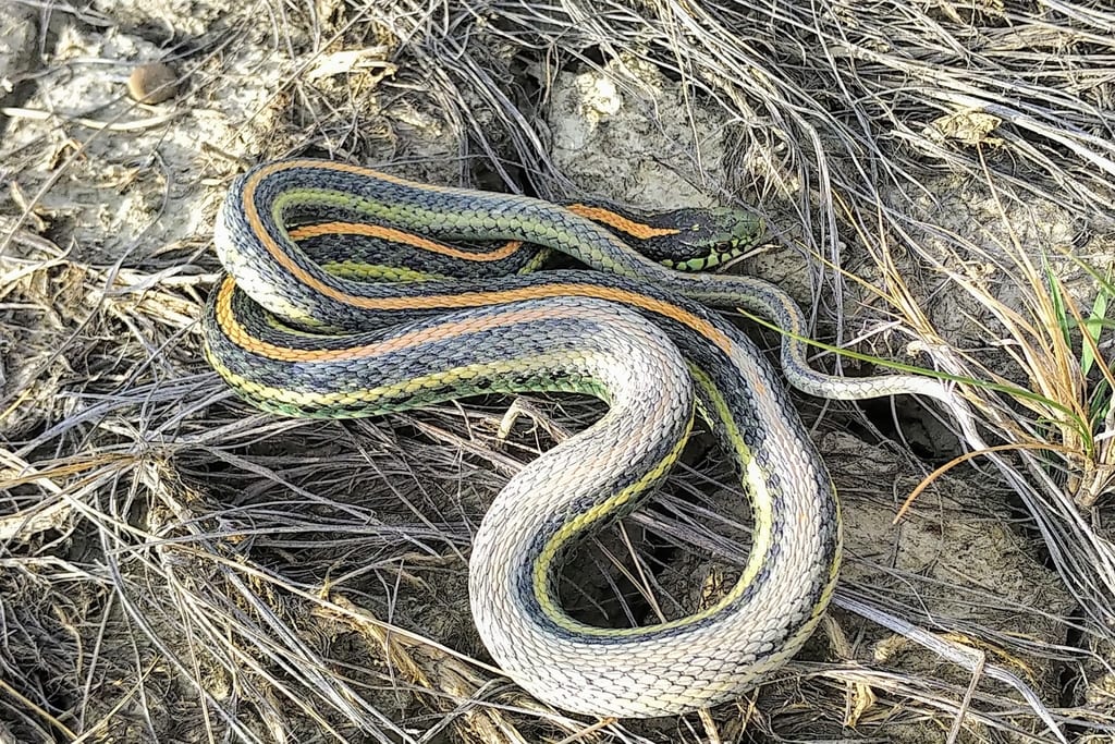 Plains Garter Snake