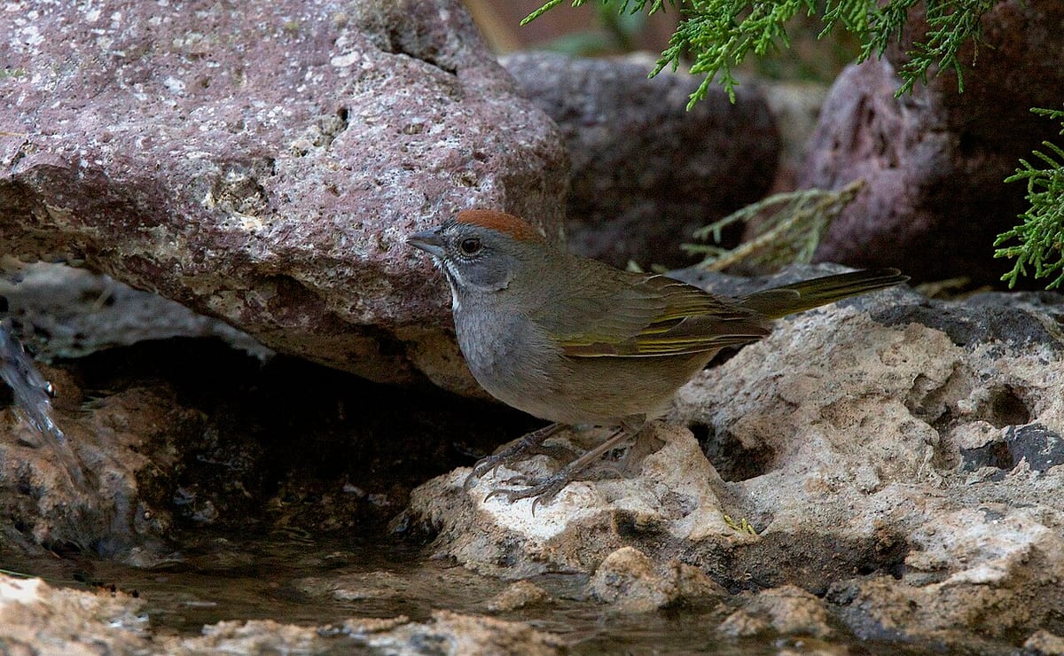 Green-tailed Towhee
