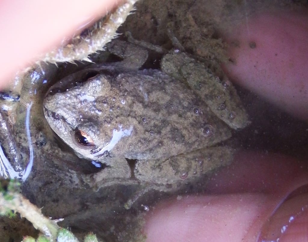 Mountain Chorus Frog