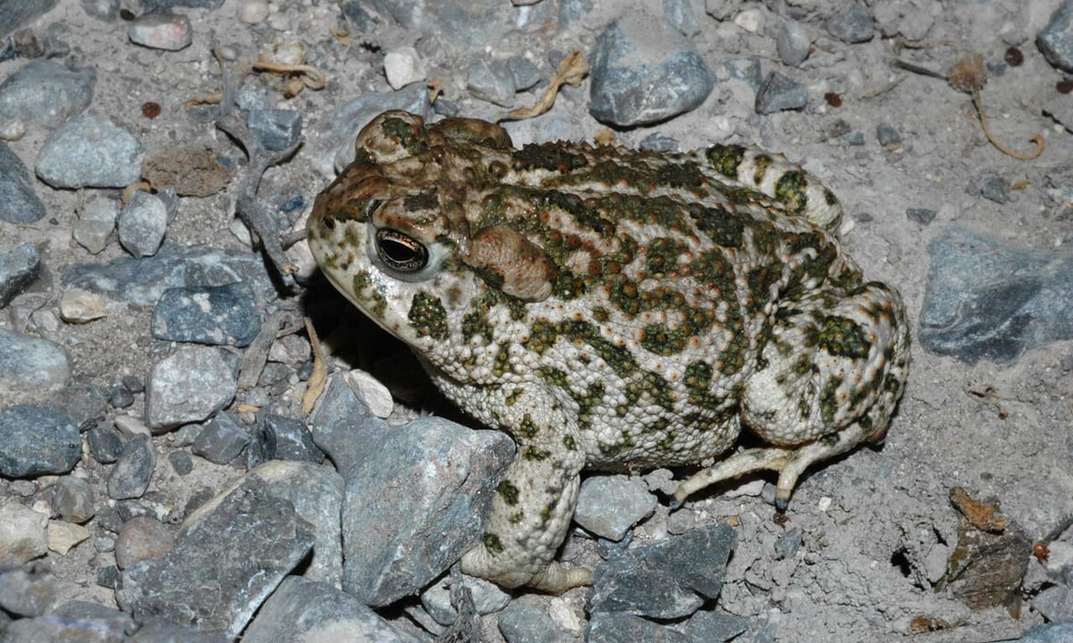 Great Plains Toad
