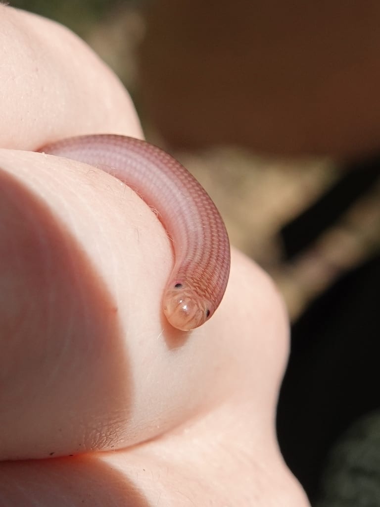 Eurasian Blind Snake
