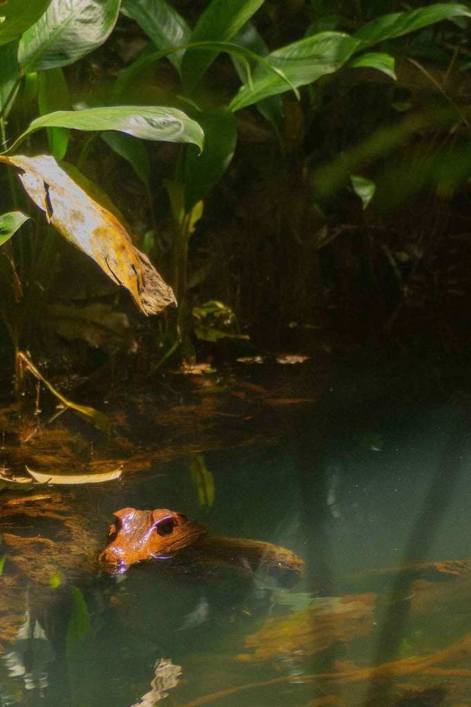 Dwarf Caiman
