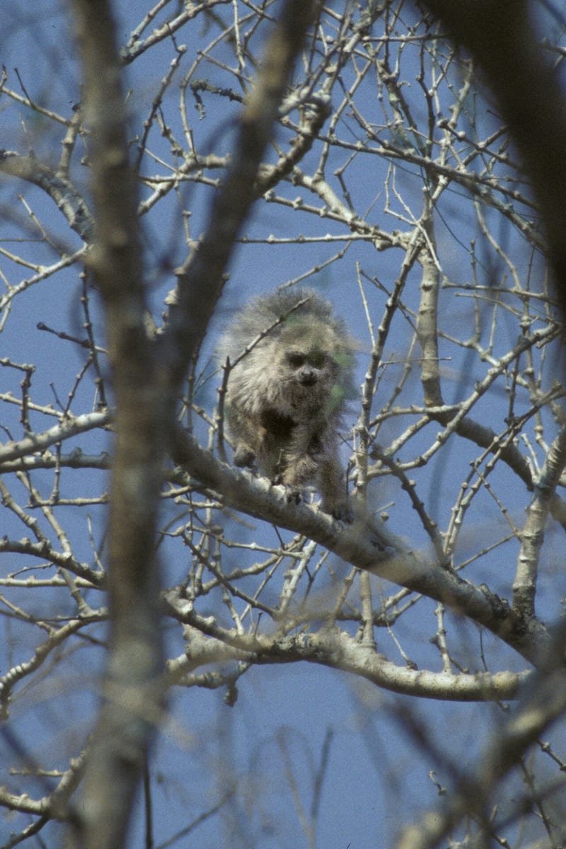 Pale Titi