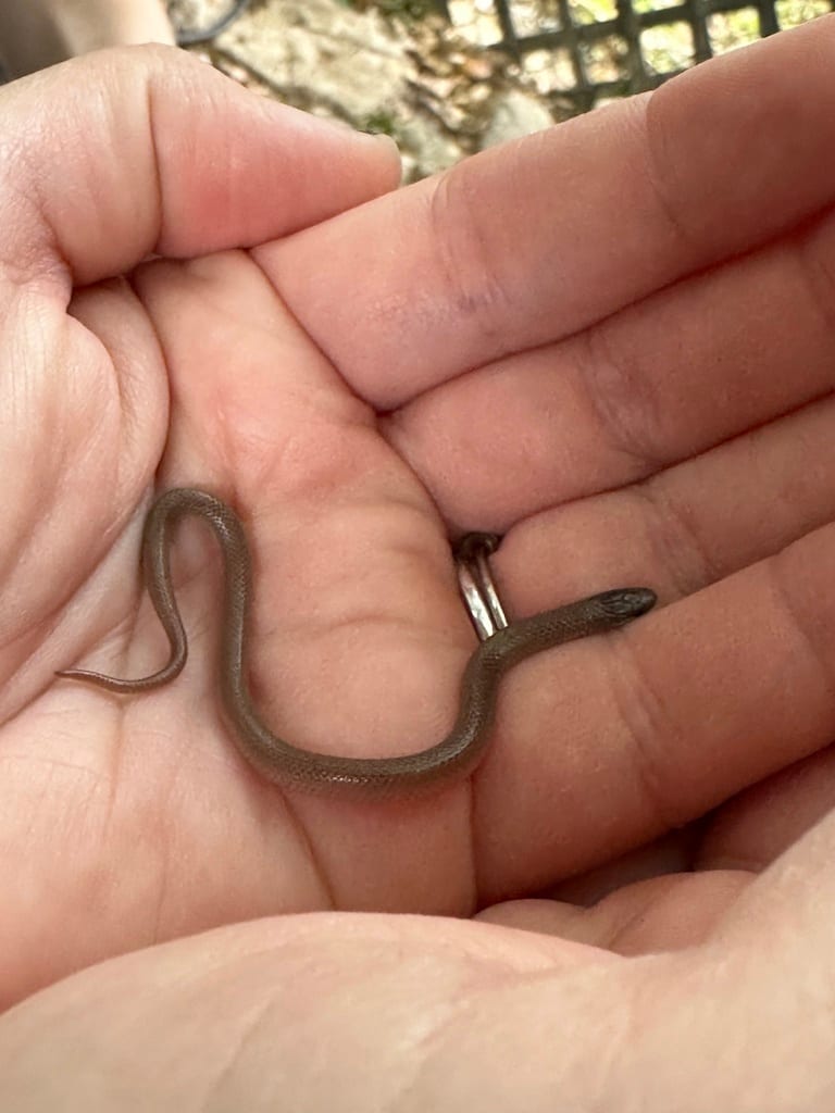 Flathead Snake