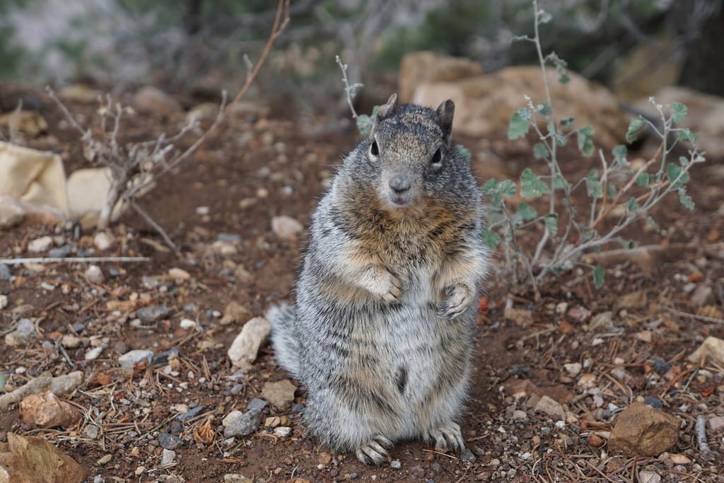 Rock Squirrel