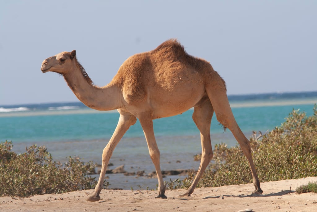 One-humped Camel