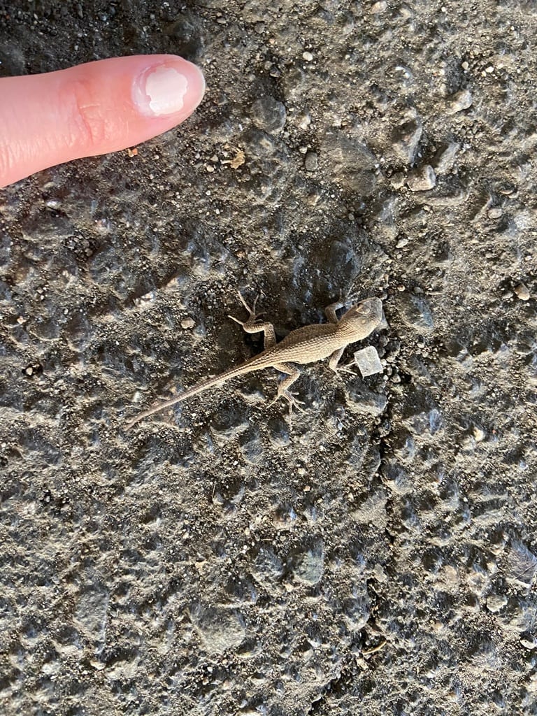 Fence Lizard