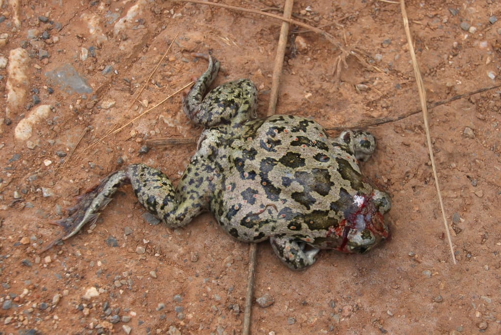 Balkan Spadefoot