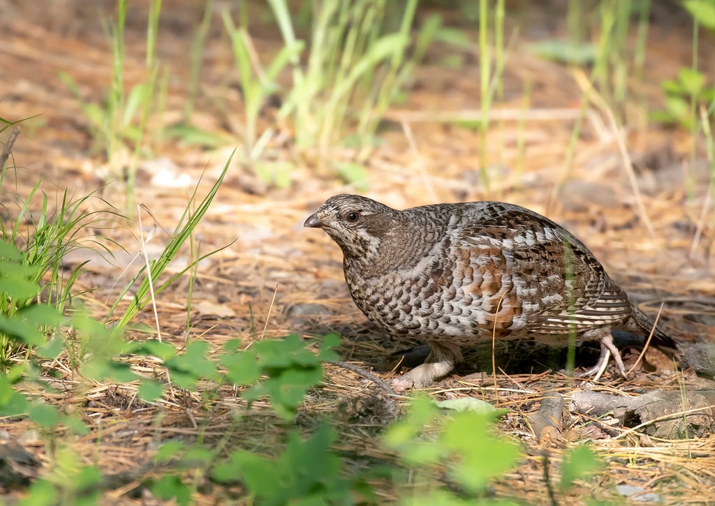 Hazel Grouse