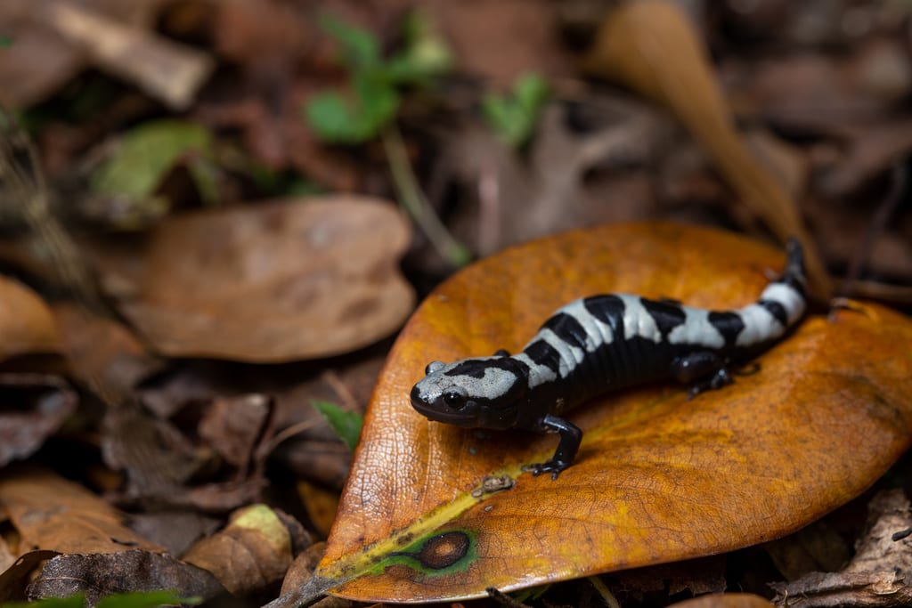 Marbled Salamander