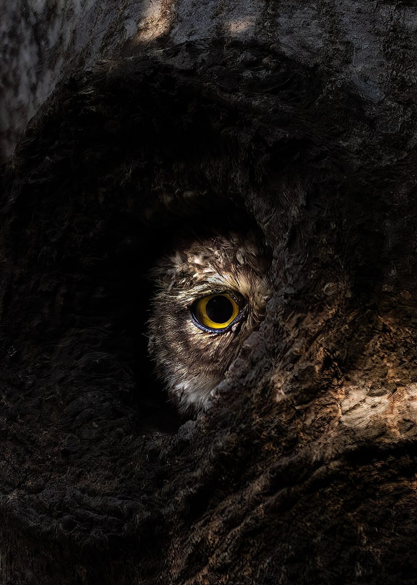 Spotted Owl