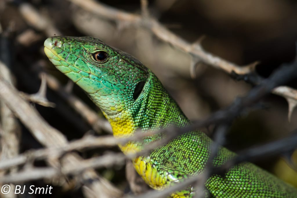 Balkan Green Lizard