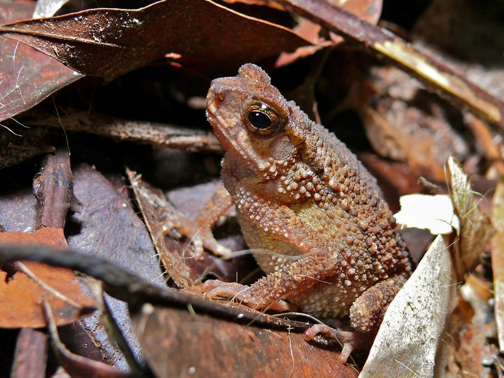 Crested Toad