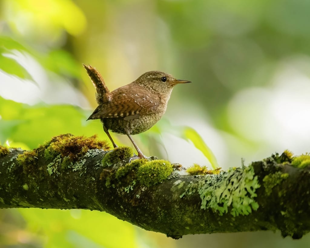 Winter Wren