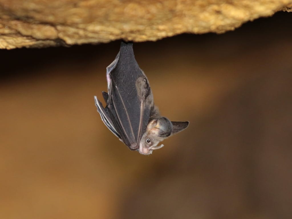 Greater False Vampire Bat