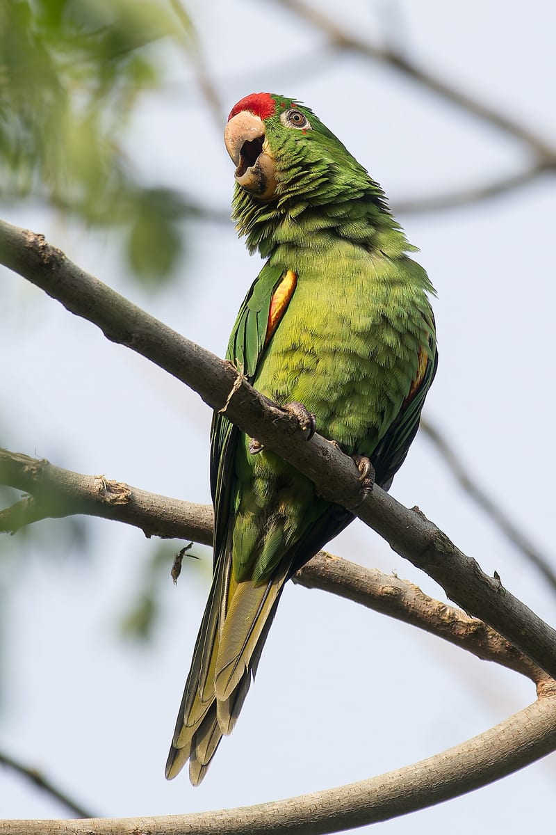 Crimson-fronted parakeet