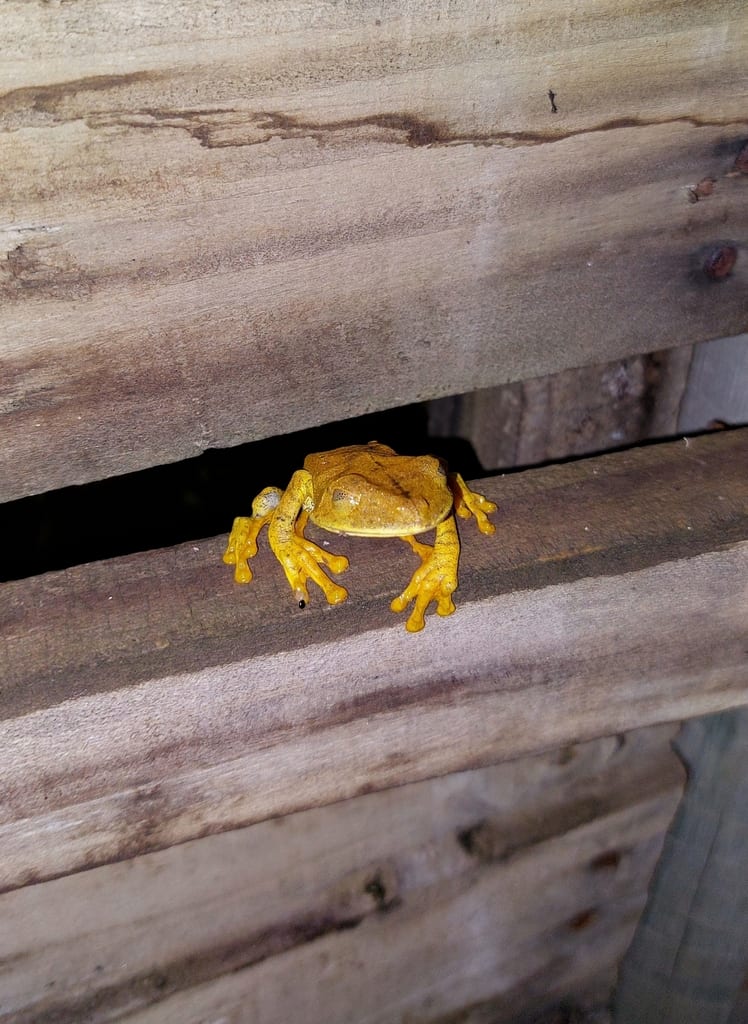 Semi-lined Tree Frog