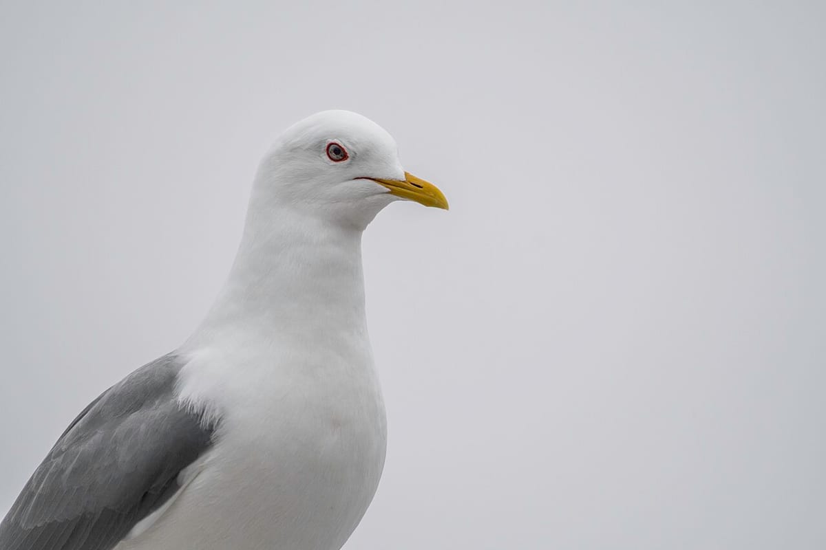 Short-billed Gull