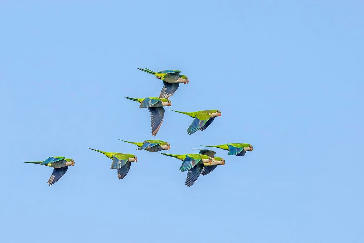 Monk Parakeet