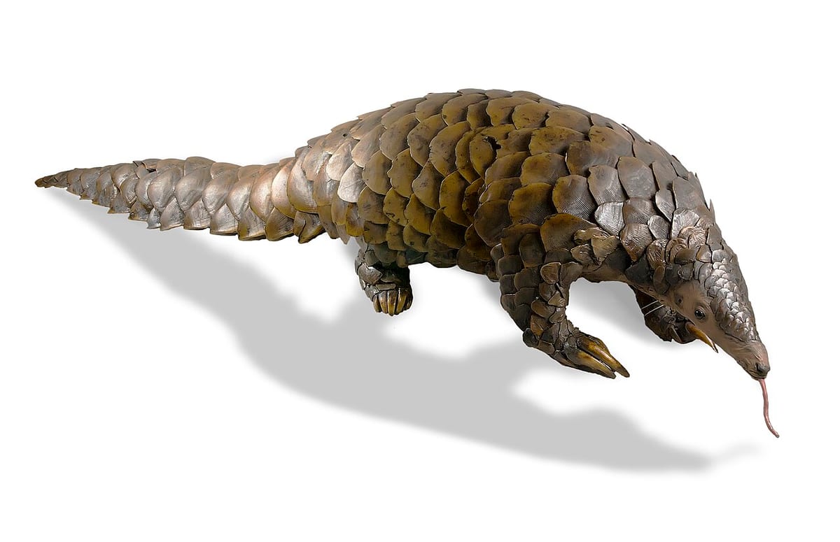 Ground Pangolin