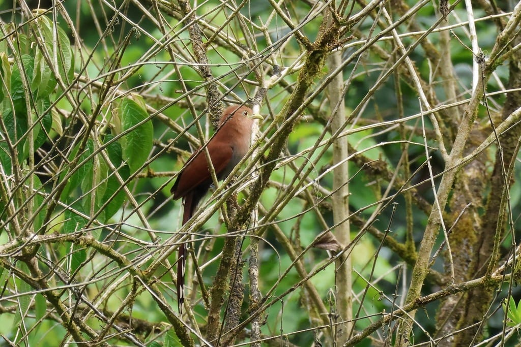 Squirrel Cuckoo