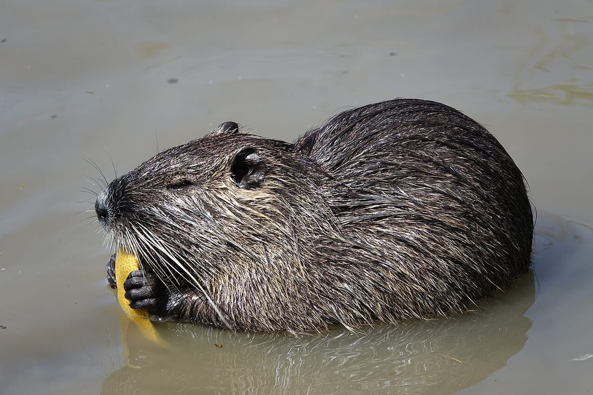 Coypu