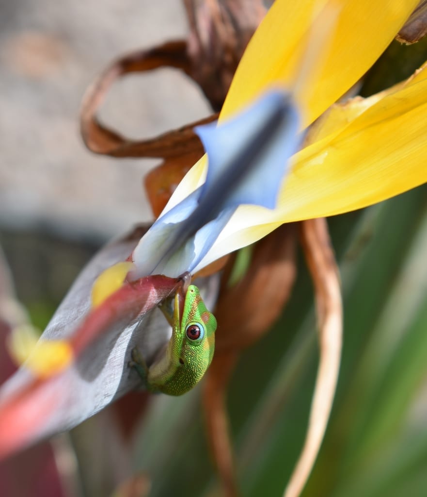 Gold dust day gecko
