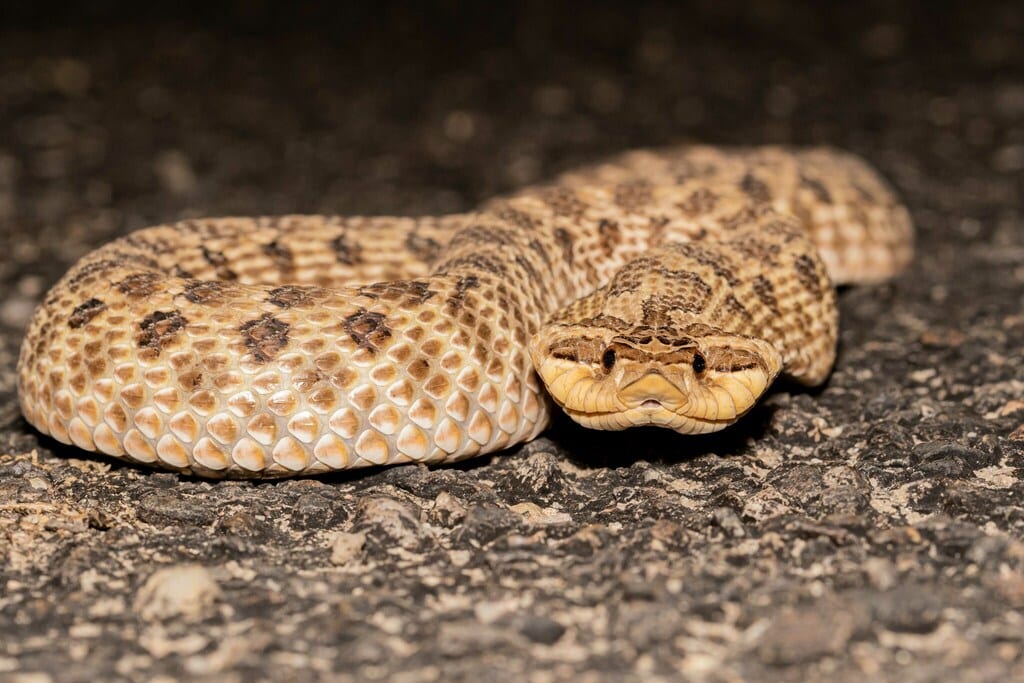 Mexican Hognose Snake
