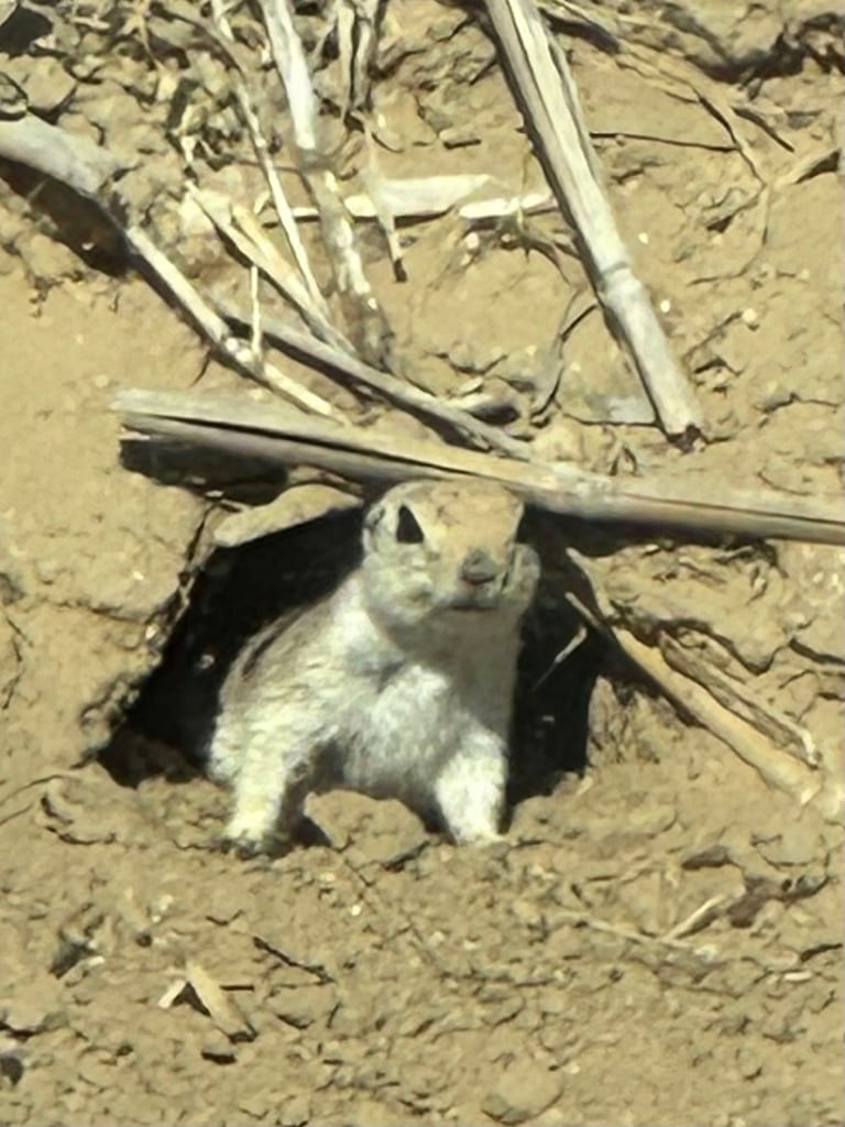 Round-tailed Ground Squirrel