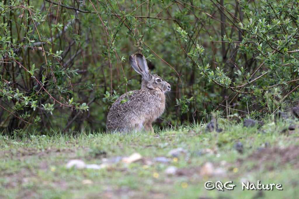 Woolly Hare