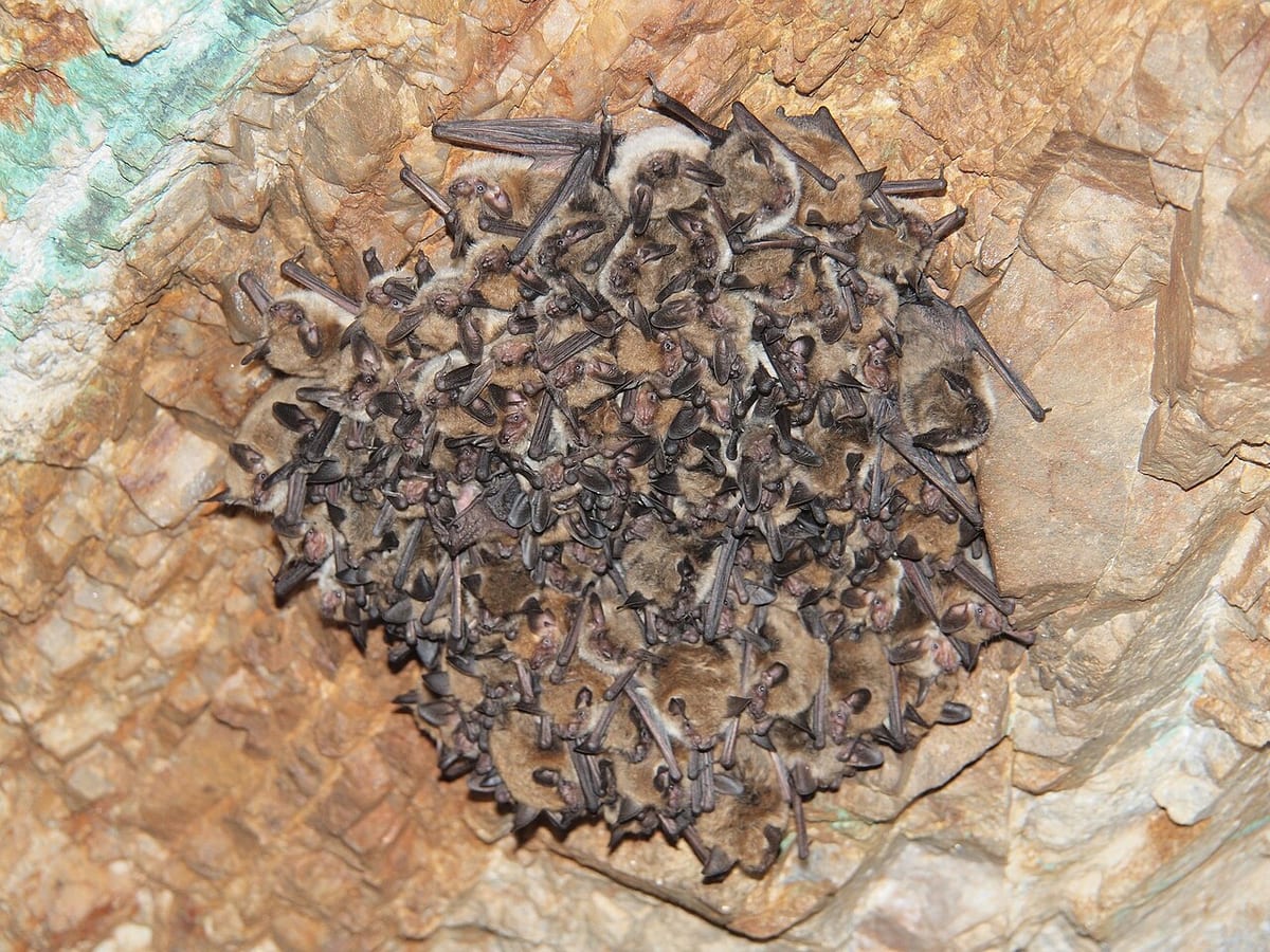 Fringed Myotis
