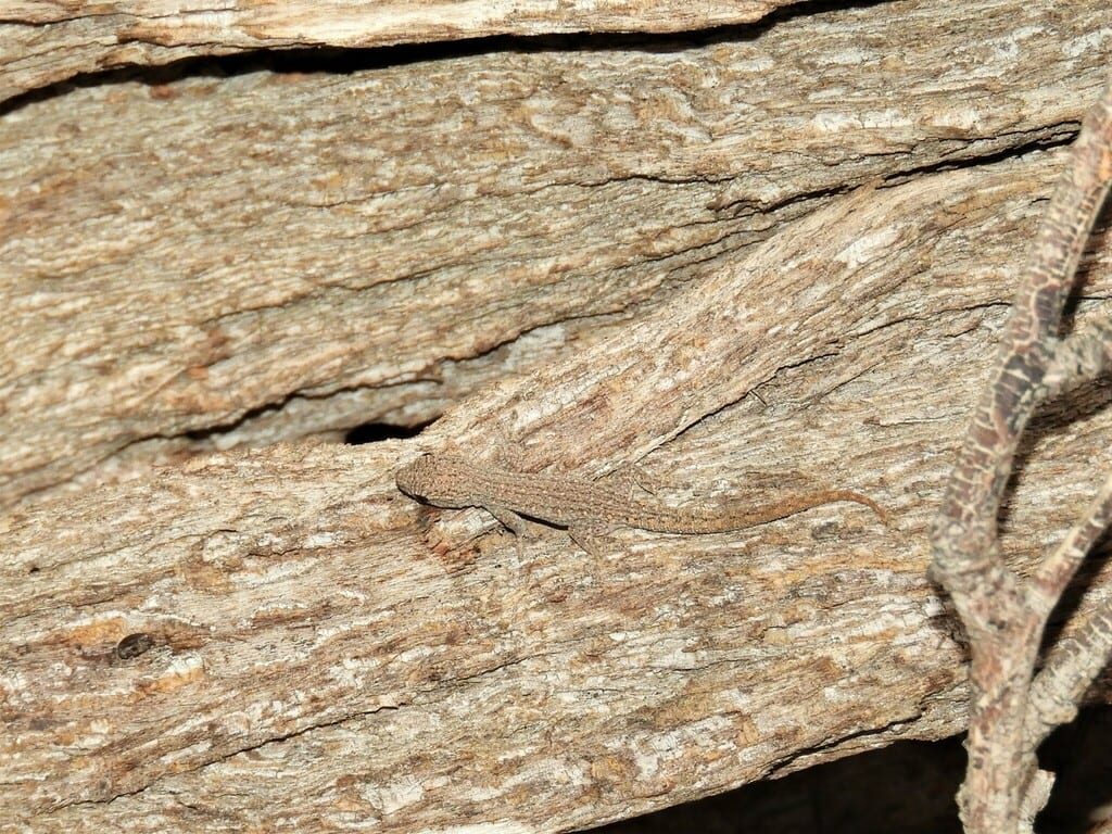 Bradfield's Dwarf Gecko