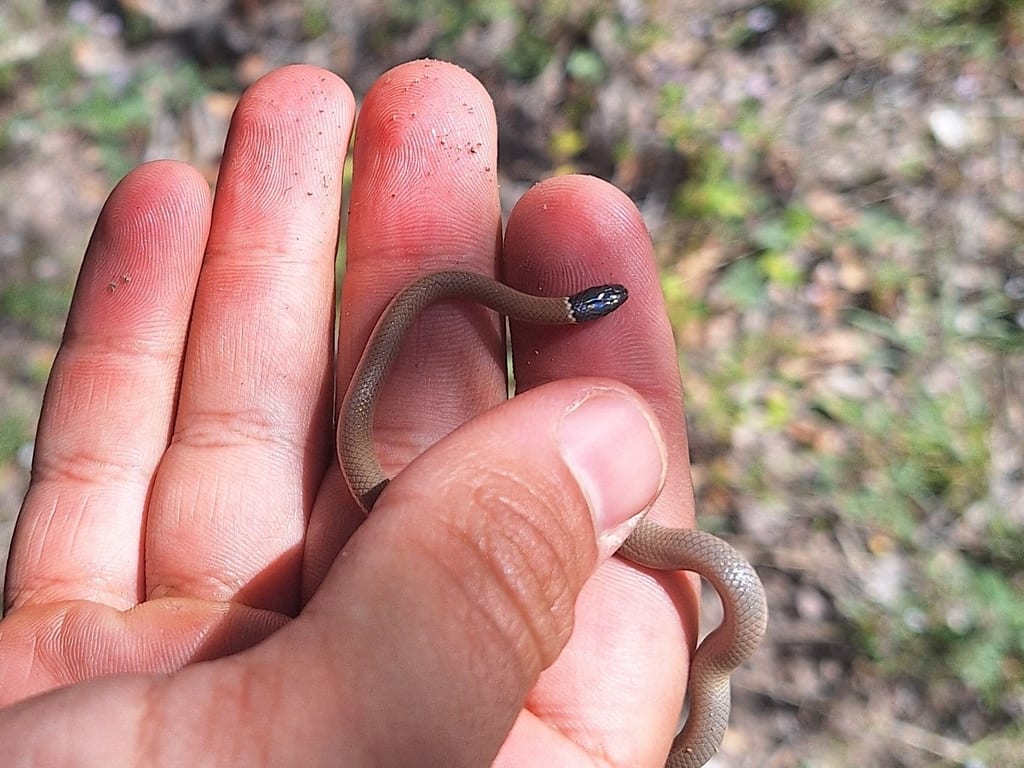 Yaquia Blackhead Snake