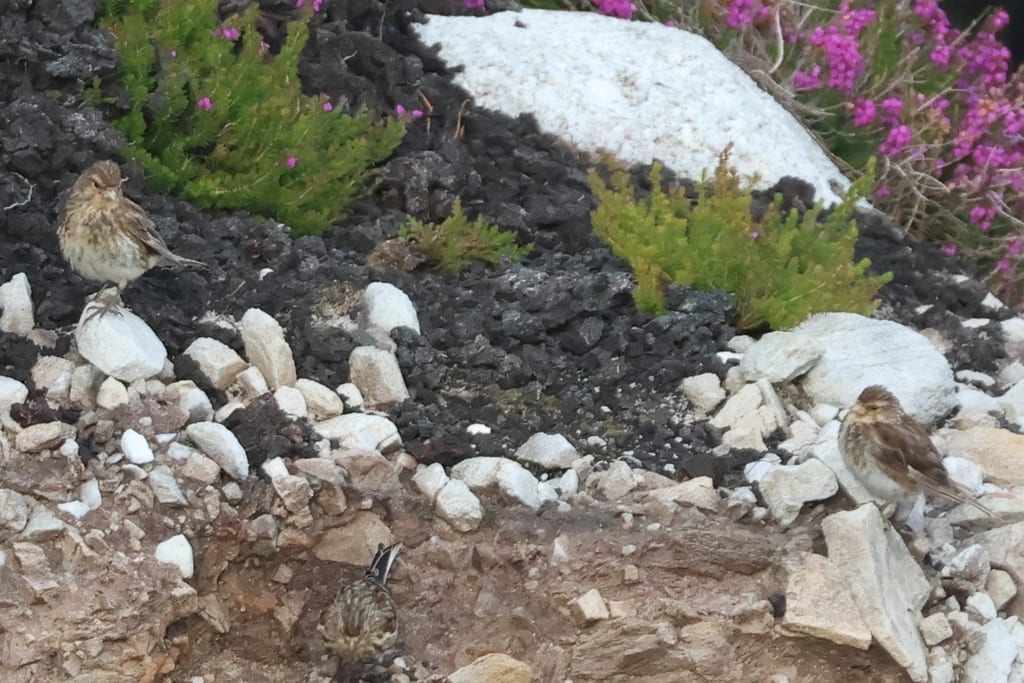 Twite
