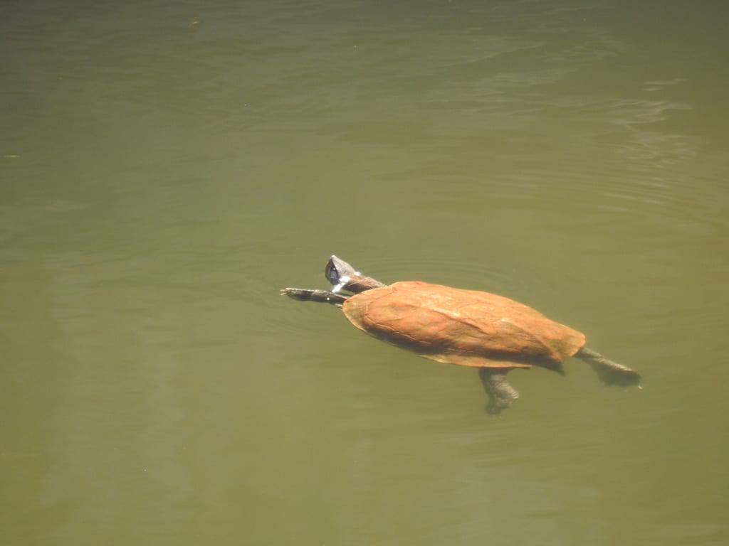 Indian black turtle