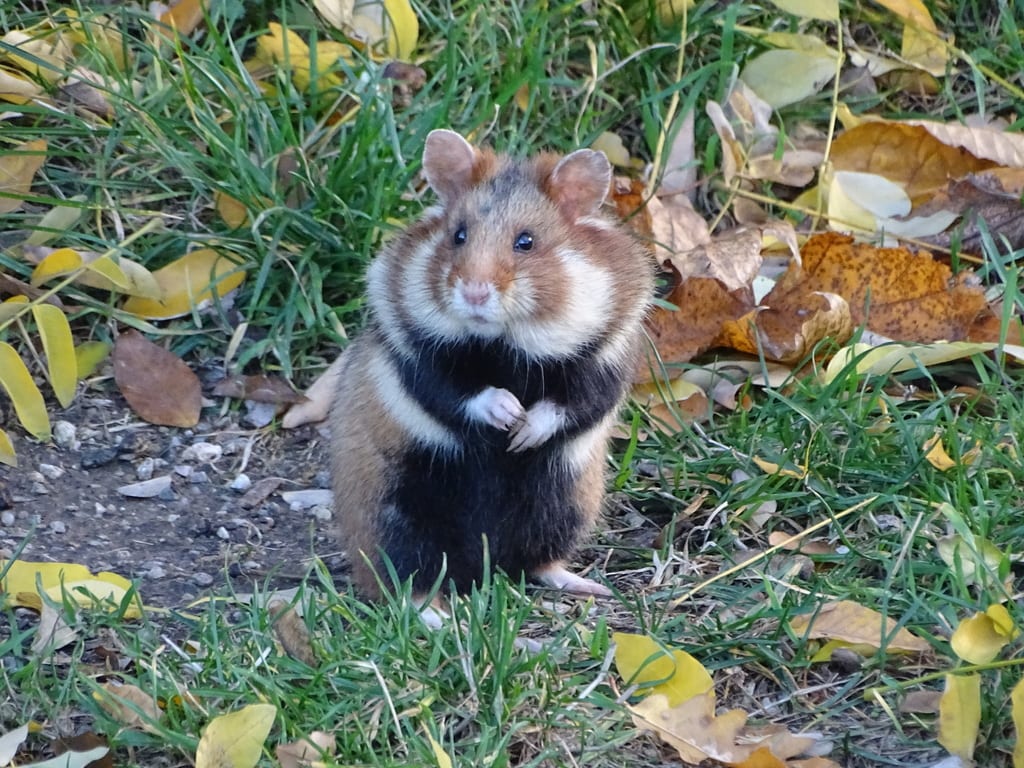 Common Hamster