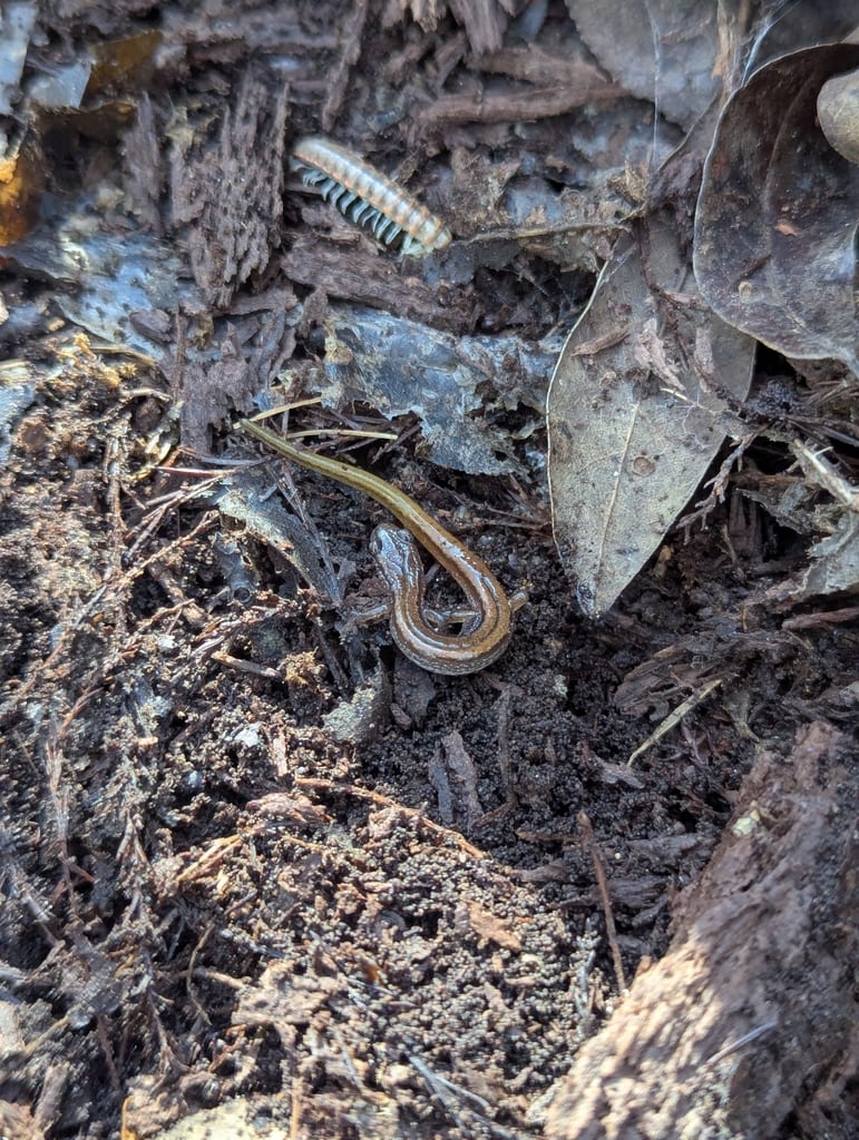 Western Dwarf Salamander
